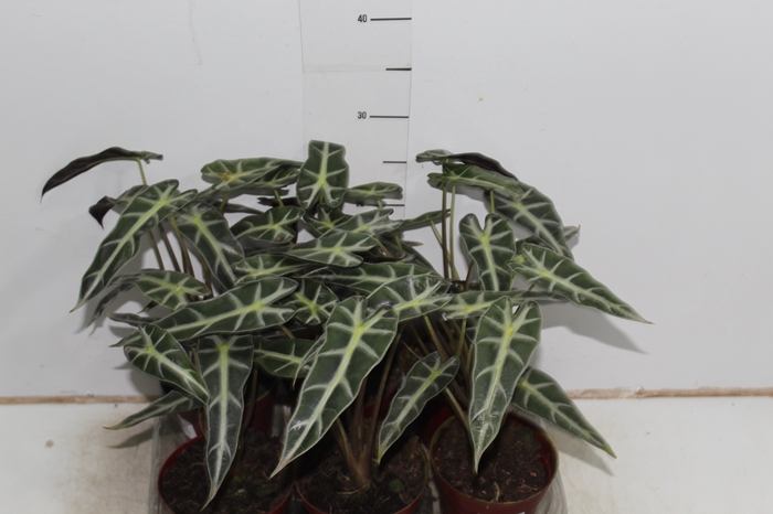 ALOCASIA PICOLLINI P12