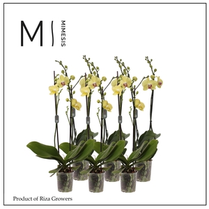 Phalaenopsis Yellow 2 spike - 12cm | Mimesis