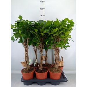 Ficus microcarpa 'Moclame'