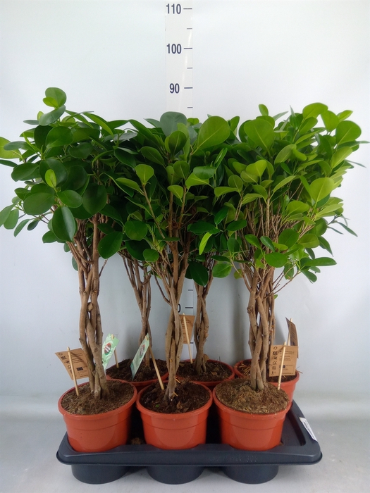 <h4>Ficus microcarpa 'Moclame'</h4>