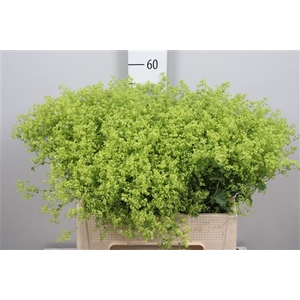 Alchem M Robustica
