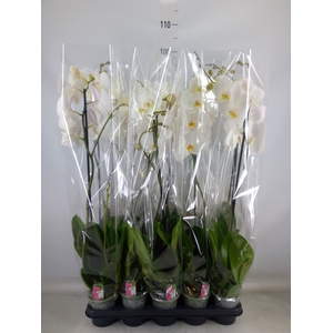 Phalaenopsis   ...white