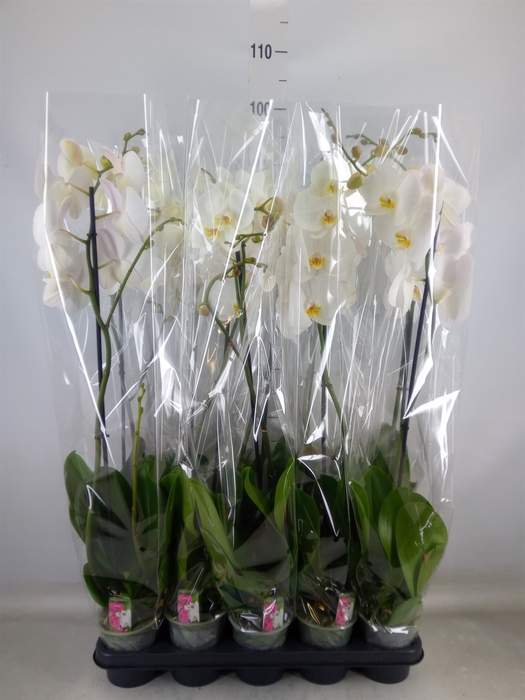 <h4>Phalaenopsis   ...white</h4>