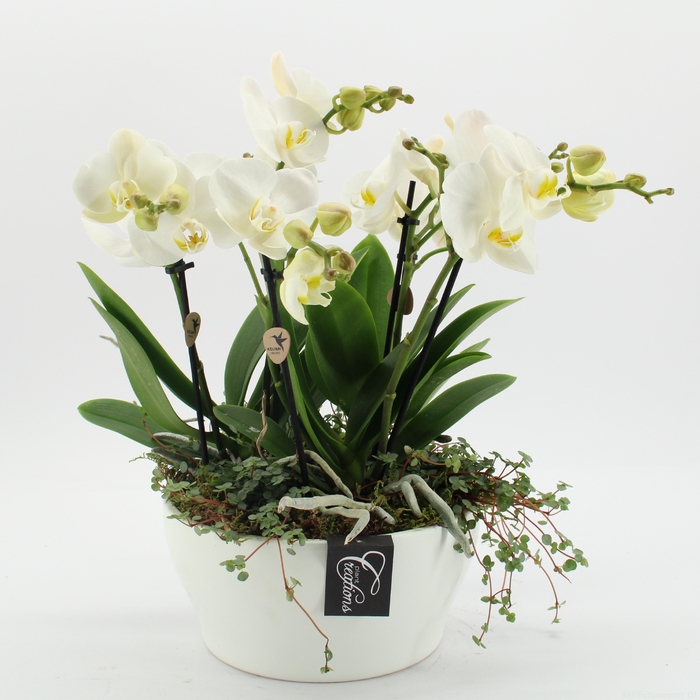 <h4>PHAL-2423W Phalaenopsis creatie</h4>