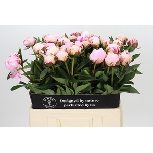 Paeonia Sarah Bernhardt