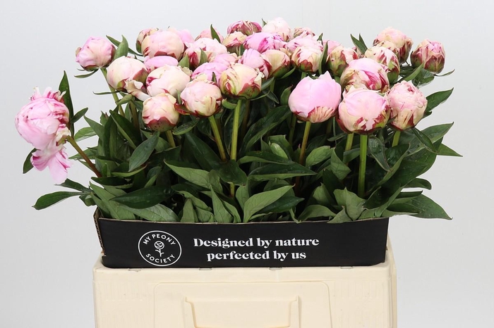 Paeonia Sarah Bernhardt