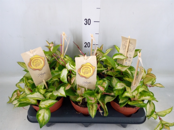 <h4>Hoya carnosa 'Tricolor'</h4>