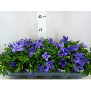 Platycodon grand. 'Pop Star Blue'