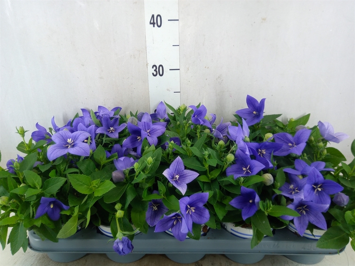 <h4>Platycodon grand. 'Pop Star Blue'</h4>
