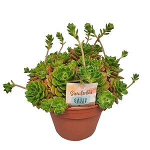Echeveria Affinis - 1154