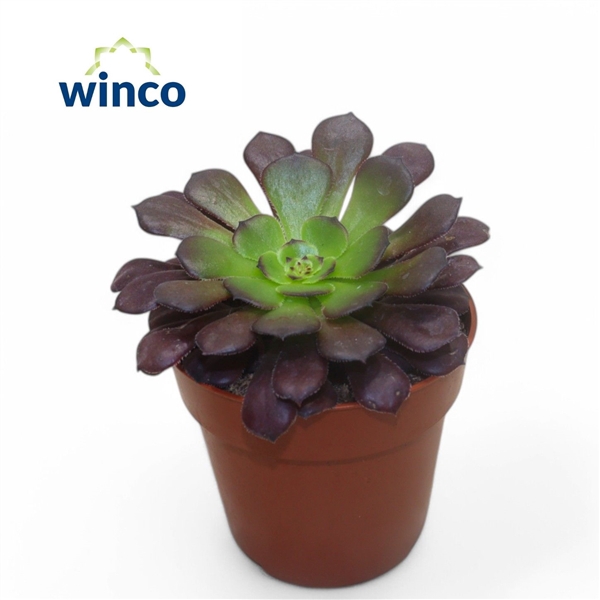 <h4>Aeonium Ab. Velours</h4>