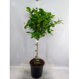 Ficus microcarpa 'Moclame'