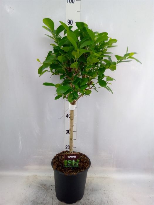 <h4>Ficus microcarpa 'Moclame'</h4>