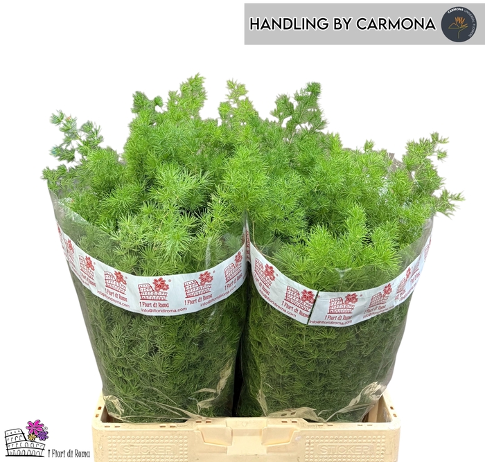 <h4>ASP UMBELLATUS BS</h4>