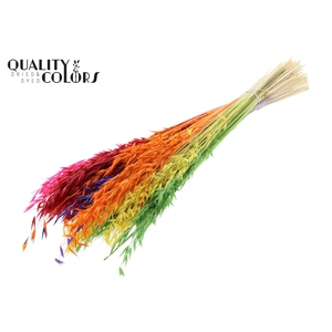 Avena per bunch Bleached Rainbow Mix
