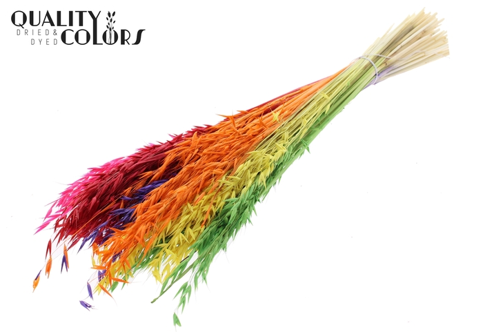 <h4>Avena per bunch Bleached Rainbow Mix</h4>