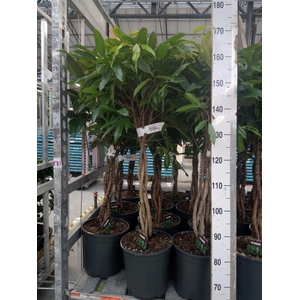 Ficus binn. 'Amstel King'
