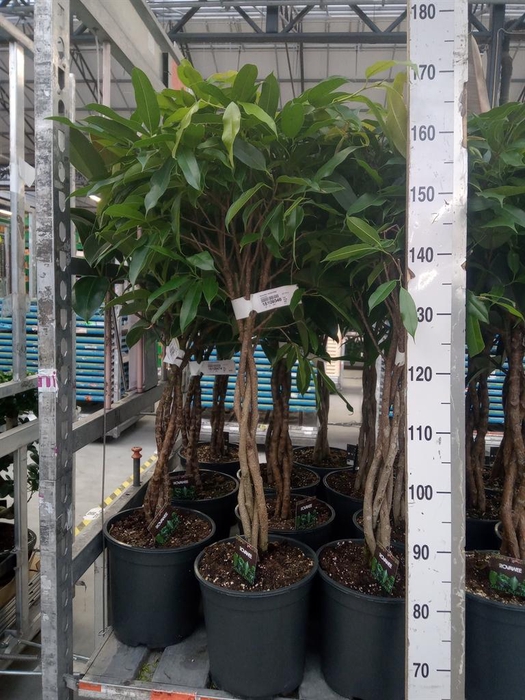 <h4>Ficus binn. 'Amstel King'</h4>