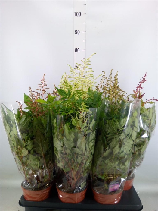<h4>Astilbe   ...mix</h4>