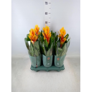 Vriesea  'Intenso Flame'