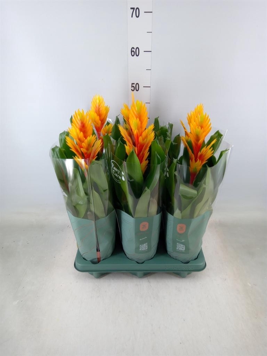 <h4>Vriesea  'Intenso Flame'</h4>