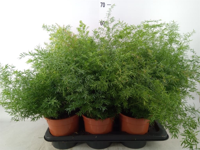 <h4>Asparagus dens. 'Cwebe'</h4>