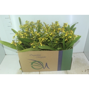 ONCIDIUM SUMMER WIND P14 MIN 1 HT ARCO