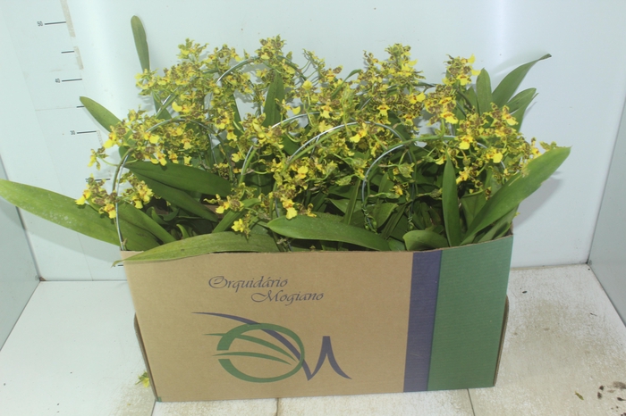 <h4>ONCIDIUM SUMMER WIND P14 MIN 1 HT ARCO</h4>