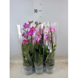 Phalaenopsis multi. 'Pink Flamingo'