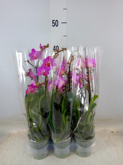 <h4>Phalaenopsis multi. 'Pink Flamingo'</h4>
