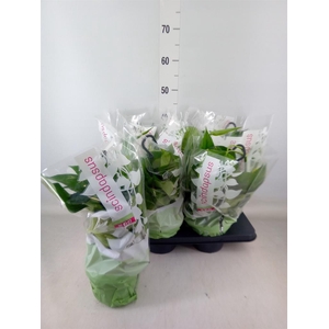 Epipremnum pinn.   HG