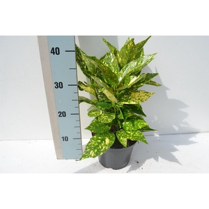 Aucuba japonica 'Crotonifolia'