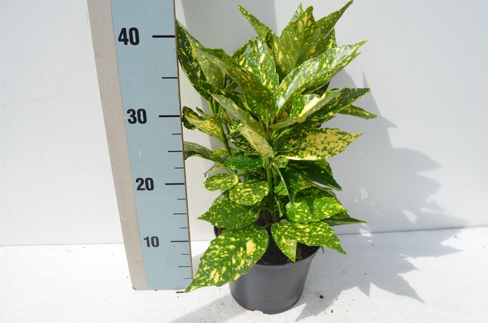 <h4>Aucuba japonica 'Crotonifolia'</h4>