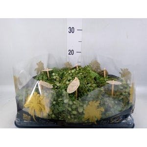 Peperomia pros.