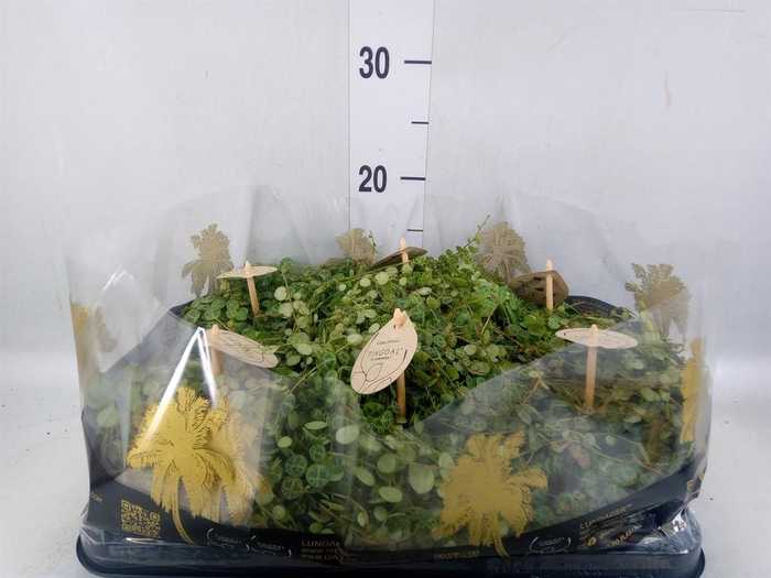 <h4>Peperomia pros.</h4>