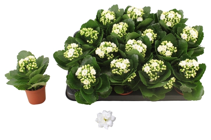 <h4>KAL GE DON DIONE</h4>