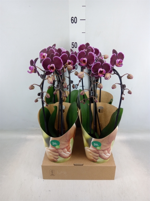 <h4>Phalaenopsis  'Elegant Cascade'</h4>