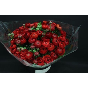 Cloni Super Pure Red