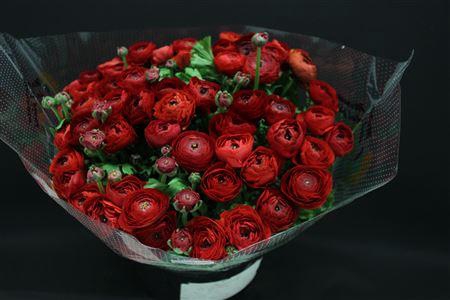 <h4>Cloni Super Pure Red</h4>