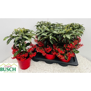 Ardisia Crenata Red 15Ø 40cm