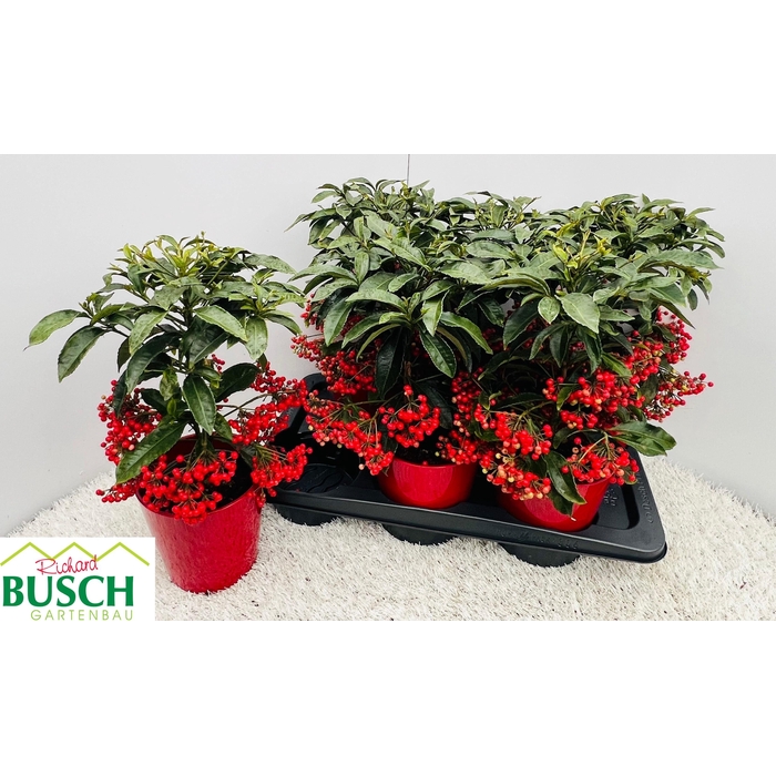 <h4>Ardisia Crenata Red 15Ø 40cm</h4>