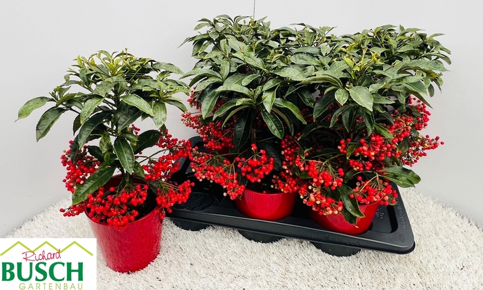Ardisia Crenata Red 15Ø 40cm