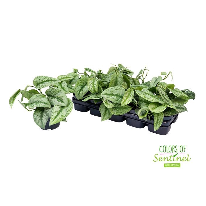 <h4>Scindapsus pictus Trebie 12Ø 25cm</h4>