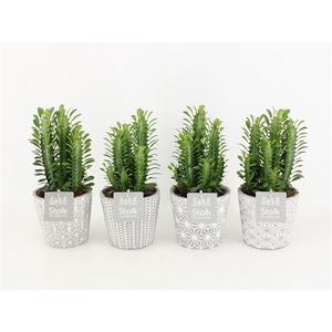 Euphorbia Trigona Groen in Star Pot