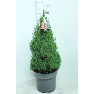 PICEA GL PERFECTA