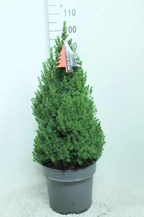<h4>PICEA GL PERFECTA</h4>