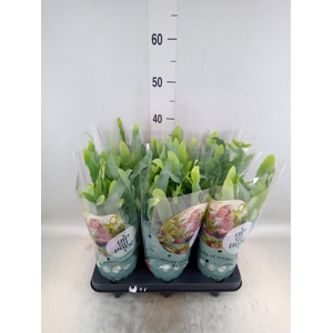 Phlebodium aureum 'Blue Star'