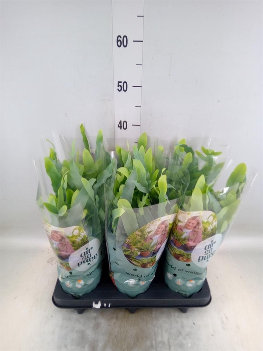 <h4>Phlebodium aureum 'Blue Star'</h4>