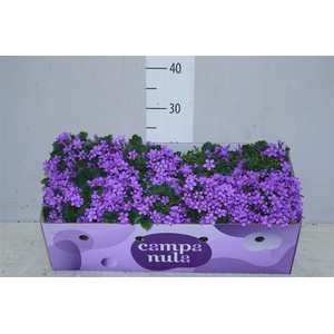 Campanula Port Porto In Decobox