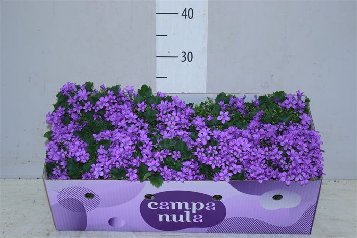 <h4>Campanula Port Porto In Decobox</h4>